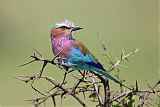 Lilac-breasted Roller